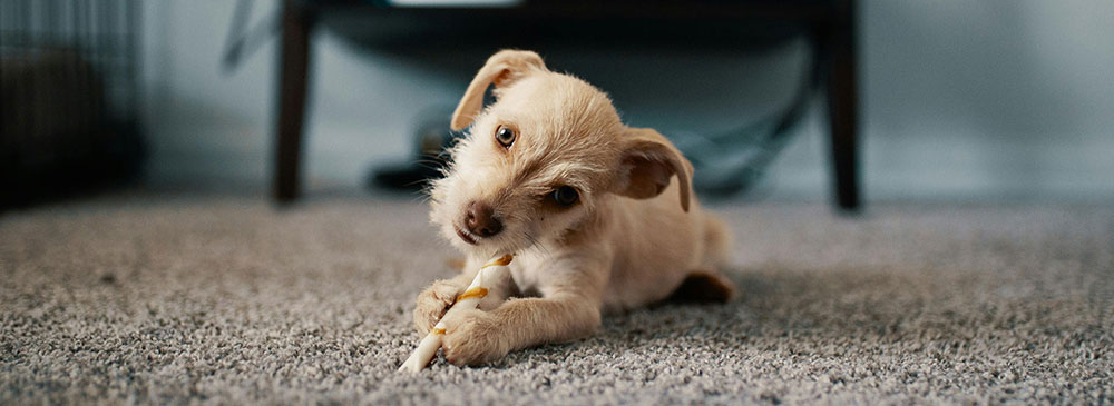 Showcase your Animal Care business to local Airdrie area customers.