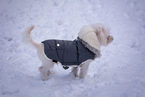 Showcase your Animal Care accessory business to local Airdrie and Rocky View County customers.