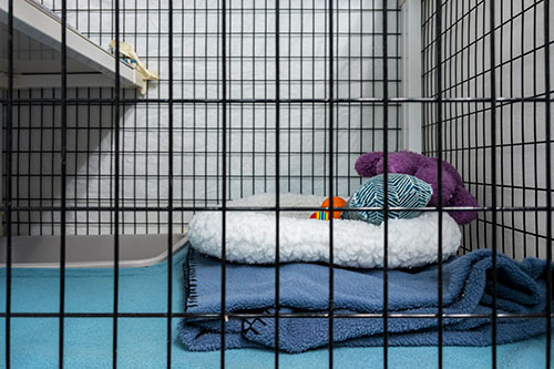 Showcase your Animal Boarding business to local Airdrie and Rocky View County customers.