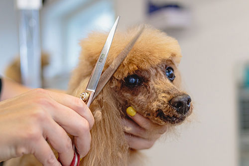 Showcase your Animal Grooming business to local Airdrie and Rocky View County customers.