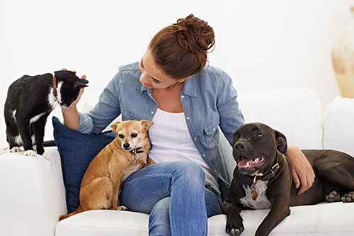 Showcase your Pet Sitting business to local Airdrie and Rocky View County customers.
